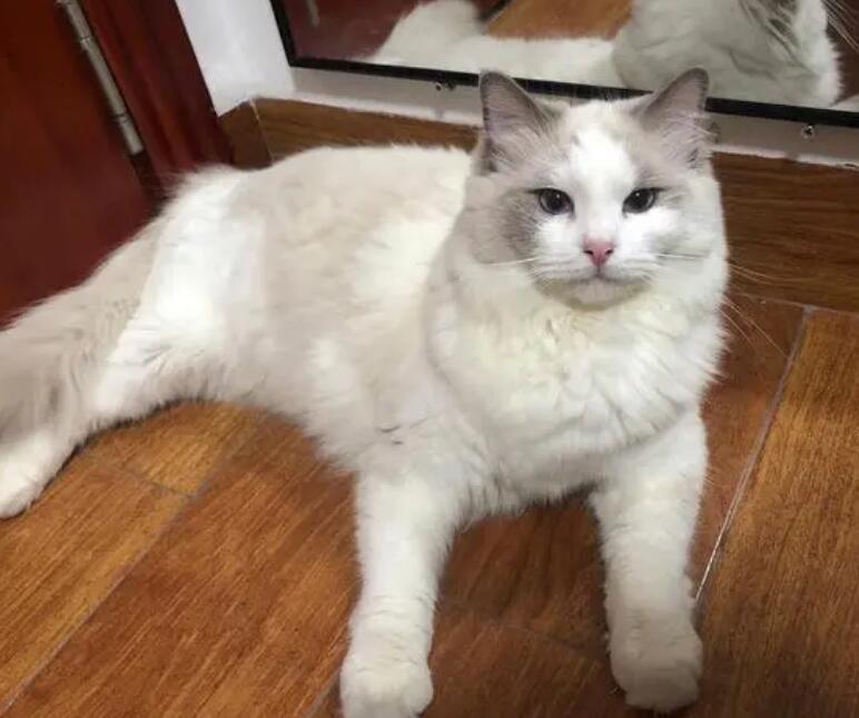 布偶猫讨厌主人的表现