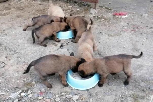 如何喂小马犬狗粮视频