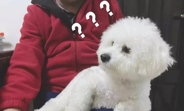狗狗有这6个征兆,中了就偷着乐吧! 狗狗有这6个征兆,中了就偷着乐吧!