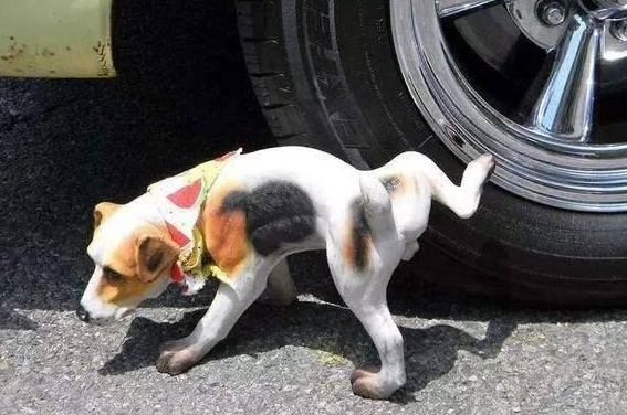 幼犬多久可以憋尿