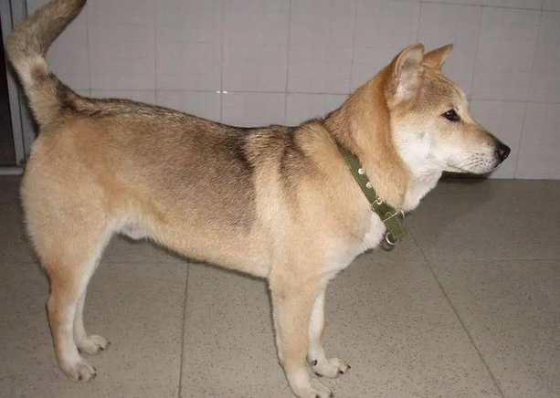 最聪忠诚的狗排名第一