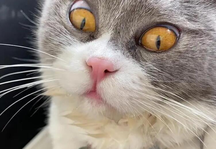为什么要猫咪向人吐口水