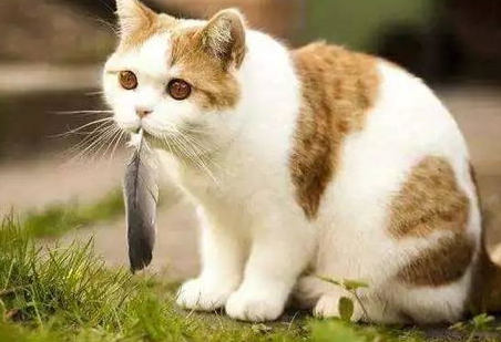 如何纠正猫咪不要夜游？改掉猫咪“夜游症”！