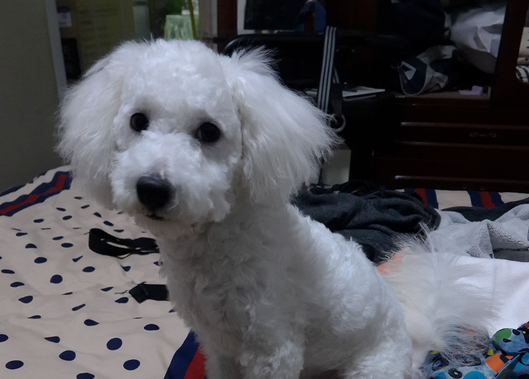 比熊VS白色贵宾犬,你可以分清吗? 比熊VS白色贵宾犬,你可以分清吗?