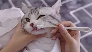 如何培养猫咪的良好生活作息?猫奴必看! 如何培养猫咪的良好生活作息?猫奴必看!