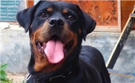 罗威纳犬的缺点