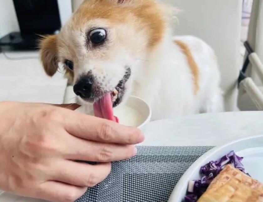 为什么说人不如狗的意思