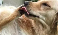 狗狗为什么舔毛怎么回事啊