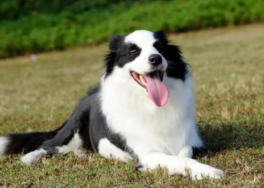 边境牧羊犬训练挥手如何教怎样训练边牧看家