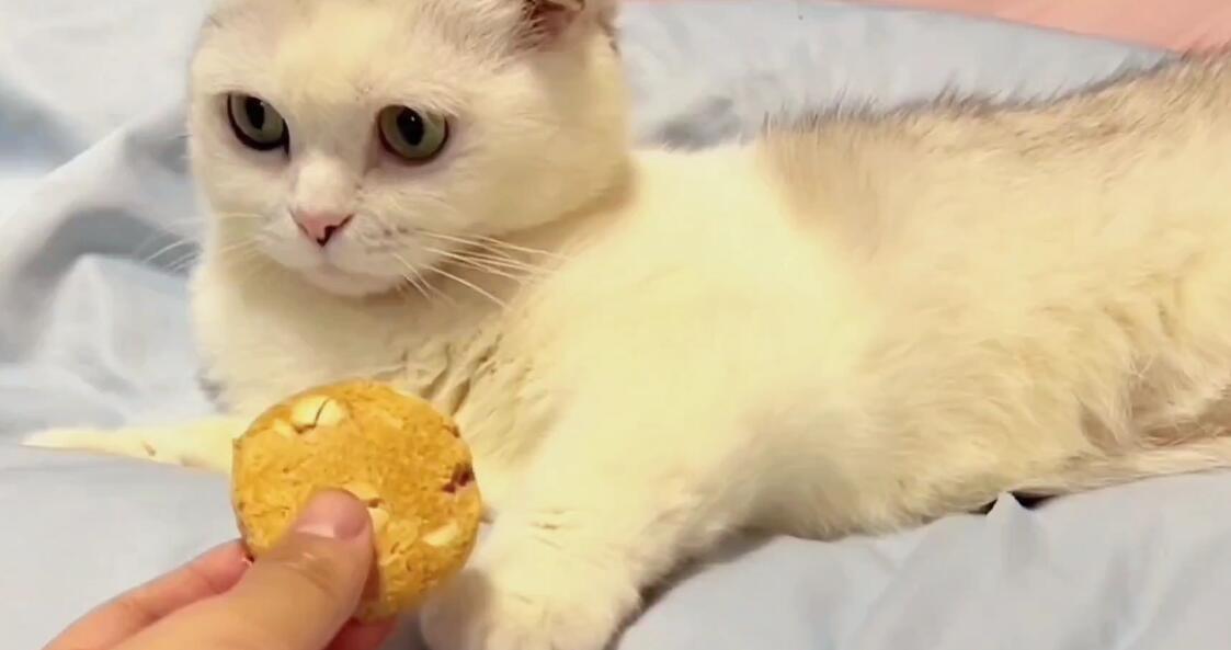 叫七七的猫咪