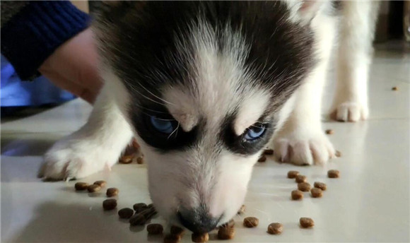 幼狗如何笼养幼犬狗粮吃的多