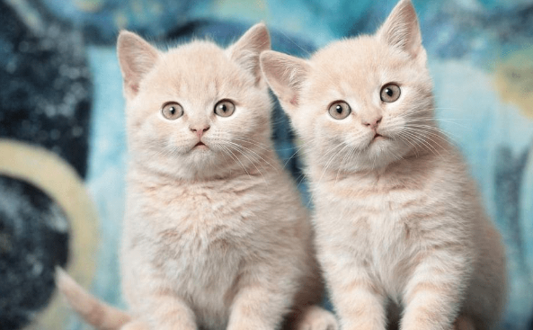 猫牙龈炎怎么治疗与预防？来看看吧