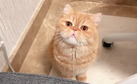 猫咪怀孕了可以驱虫么