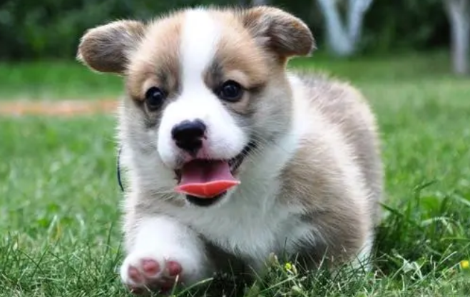 如何护理新生幼犬? 如何护理新生幼犬?