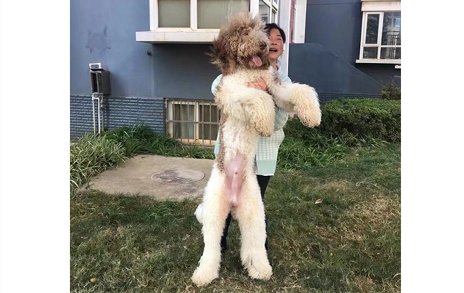 国内最好的贵宾犬舍