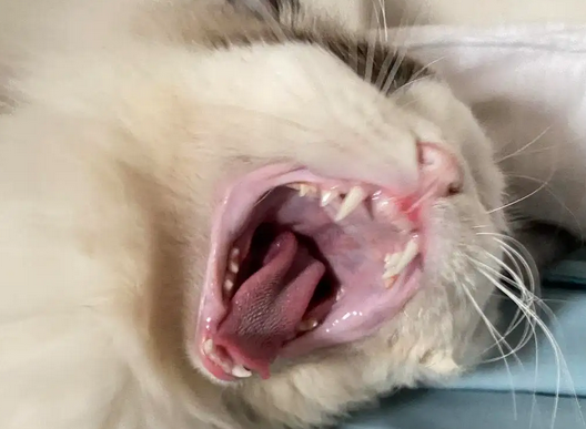 今天来看看,猫猫流口水的原因都有哪些? 今天来看看,猫猫流口水的原因都有哪些?