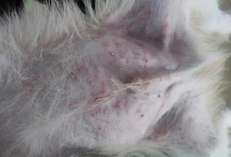 狗狗得了荨麻疹怎么办? 狗狗得了荨麻疹怎么办?