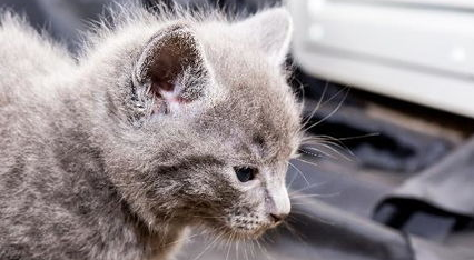 如何正确防治猫猫的食物过敏症? 如何正确防治猫猫的食物过敏症?