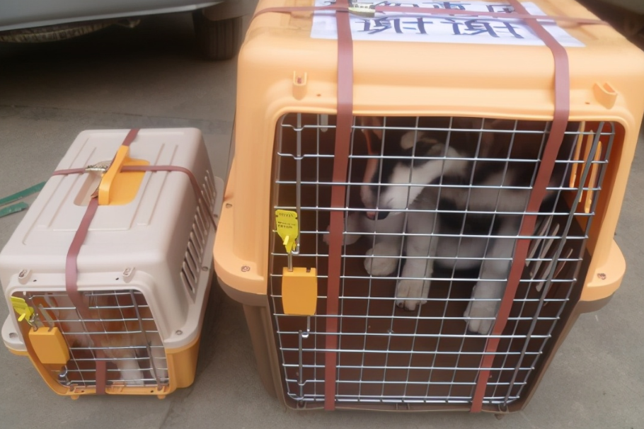 宠物猫咪的托运多少钱 宠物猫咪的托运多少钱