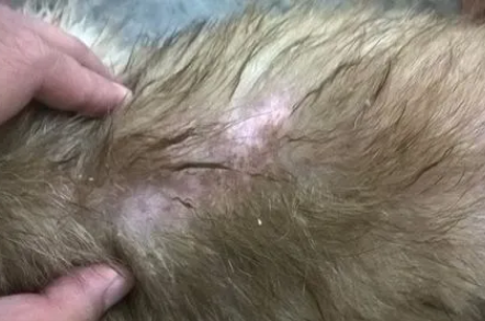 狗狗身体有皮肤病用什么治疗比较好 狗狗身体有皮肤病用什么治疗比较好
