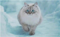 西伯利亚猫的毛应该如何护理