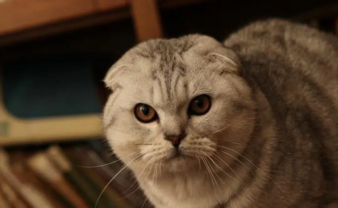 折耳猫半年不发病就永远不会