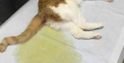 猫尿闭吃三金片尿出来了