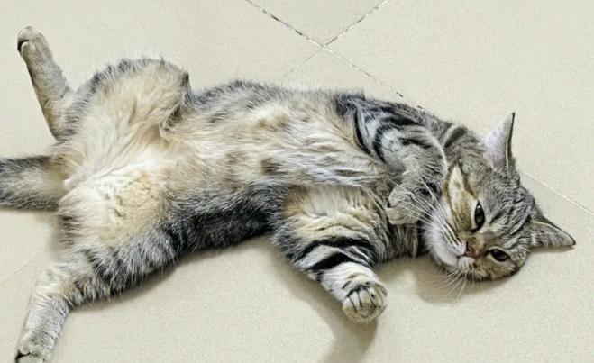 为什么小猫咪侧躺着