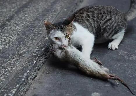 猫咪总抓老鼠是为什么呢 猫咪总抓老鼠是为什么呢