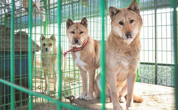 长得像柴犬的珍岛犬,并不宜初学者饲养!