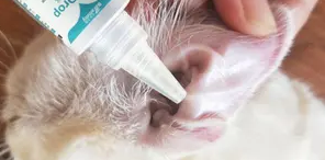 耳泰滴耳液的使用方法 耳泰滴耳液的使用方法