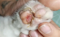 猫咪的肉垫为什么厚实呢