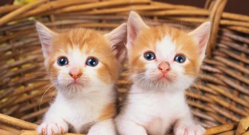 猫身上有白色皮屑是什么原因？