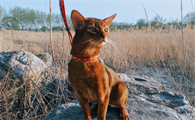 超级阿比西尼亚猫优缺点