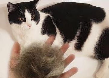 人吃猫毛可以排出来吗