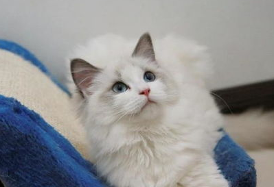 怎么做好布偶猫的训练工作?布偶猫训练技巧! 怎么做好布偶猫的训练工作?布偶猫训练技巧!