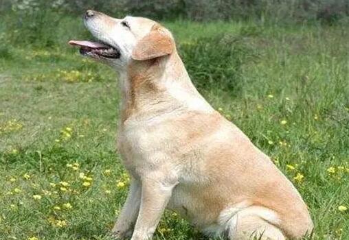 为什么说养拉布拉多犬要挑黑色的?这5点的确令人痴迷! 为什么说养拉布拉多犬要挑黑色的?这5点的确令人痴迷!