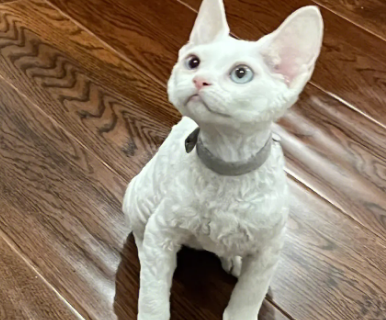 养德文猫的禁忌