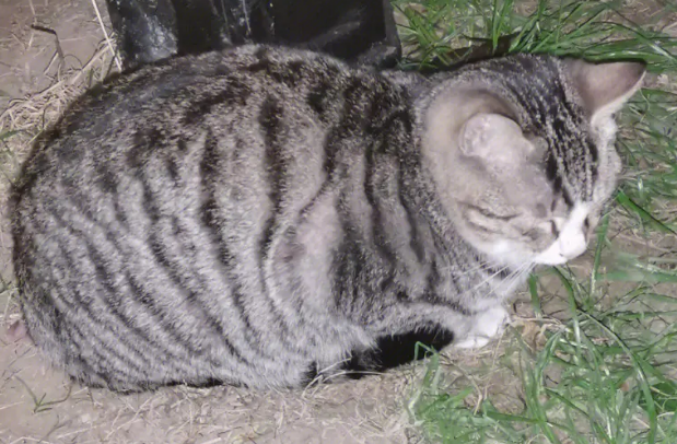 流浪猫盯着屋子里的蓝猫,一脸的羡慕,主人的做法让人笑喷…… 流浪猫盯着屋子里的蓝猫,一脸的羡慕,主人的做法让人笑喷……