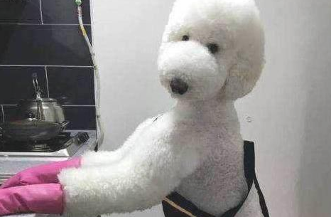 为何泰迪几十人养，而巨贵少人养？缘故有5点！