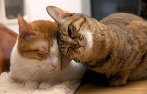维生素对于猫咪来说特别重要吗?猫咪独特的营养元素需求 维生素对于猫咪来说特别重要吗?猫咪独特的营养元素需求