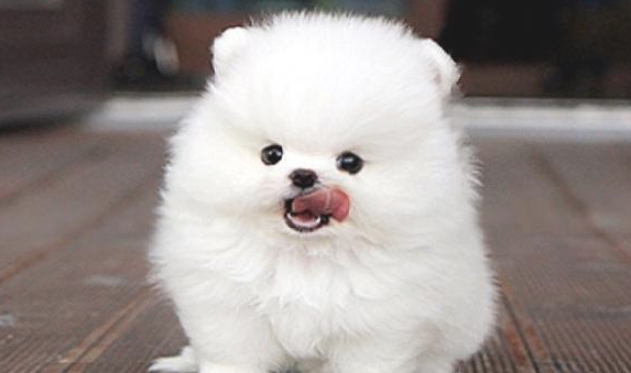 博美犬一天吃吃几顿呢？每个阶段都不一样！