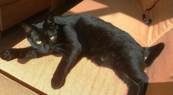 玄猫和孟买猫怎么区分