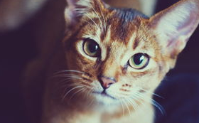 猫咪的定期检查很重要，猫咪健康！