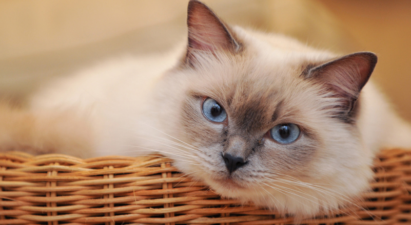 猫咪喜欢咬屏幕壁纸是什么原因