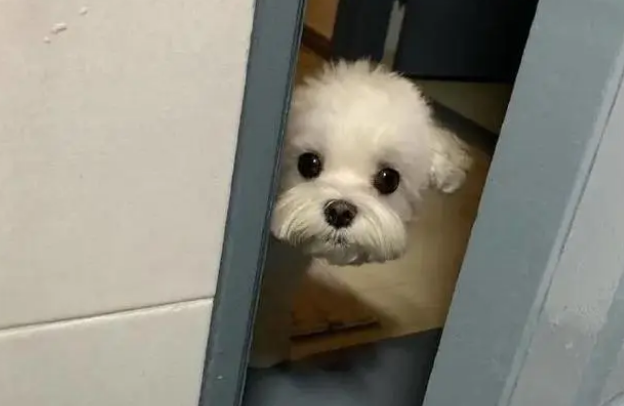 狗狗对主人做的这几件事，你最接受不上哪一点？