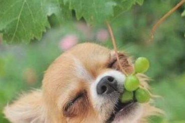 再疼爱狗狗也不必喂它这种东西！