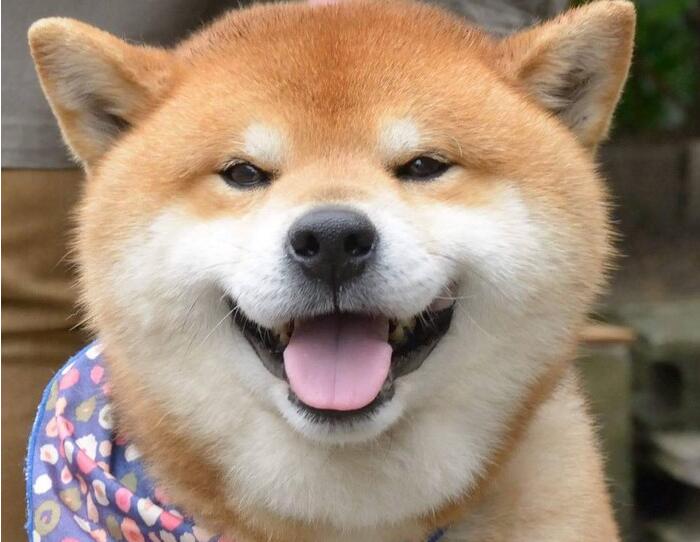柴犬4大缺陷!仅是固执不懂事这一点,就要主人奔溃! 柴犬4大缺陷!仅是固执不懂事这一点,就要主人奔溃!