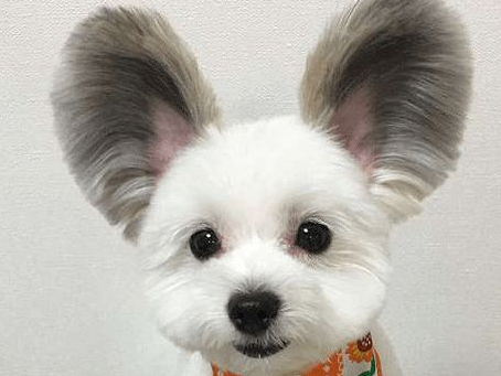 狗狗耳朵姿态不一样，传递信息也不一样，狗狗原先竖耳是这个意思！