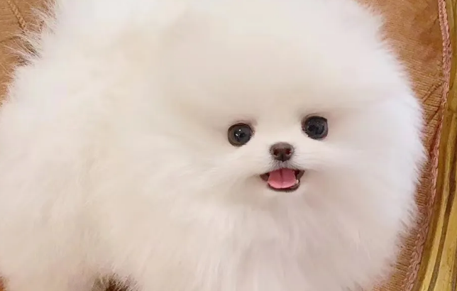 怎么养茶杯犬?茶杯犬的生活习性? 怎么养茶杯犬?茶杯犬的生活习性?